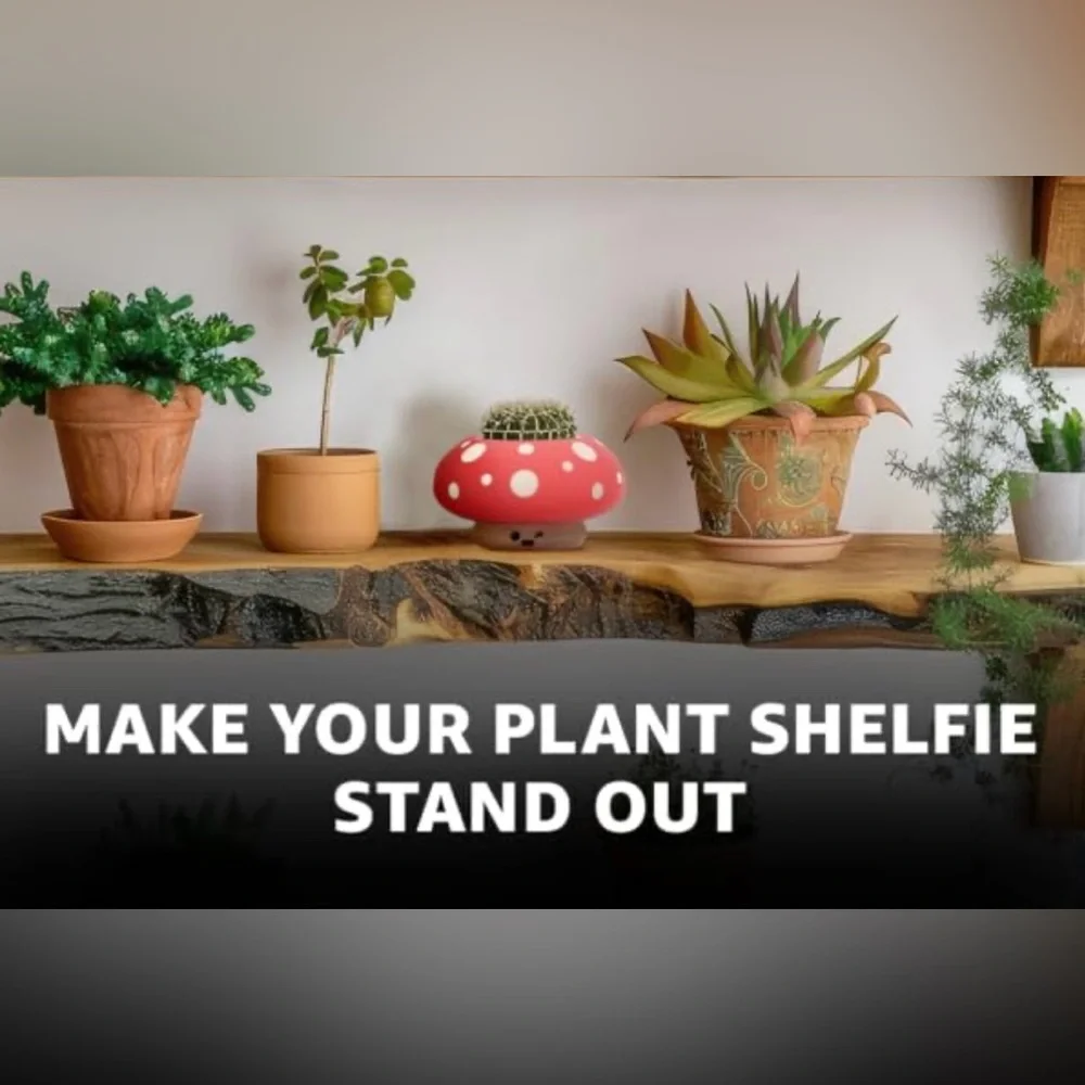 Shumiez Mushroom Planter, NIB 🍄 🌱 - Picture 12 of 16